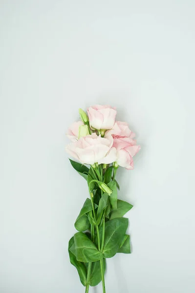 Composition des fleurs. Fleurs roses roses sur fond bleu pastel. Pose plate, vue du dessus, espace de copie . — Photo