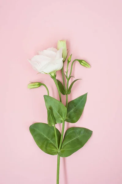 Composition des fleurs. Fleurs roses roses sur fond rose pastel. Pose plate, vue du dessus, espace de copie . — Photo