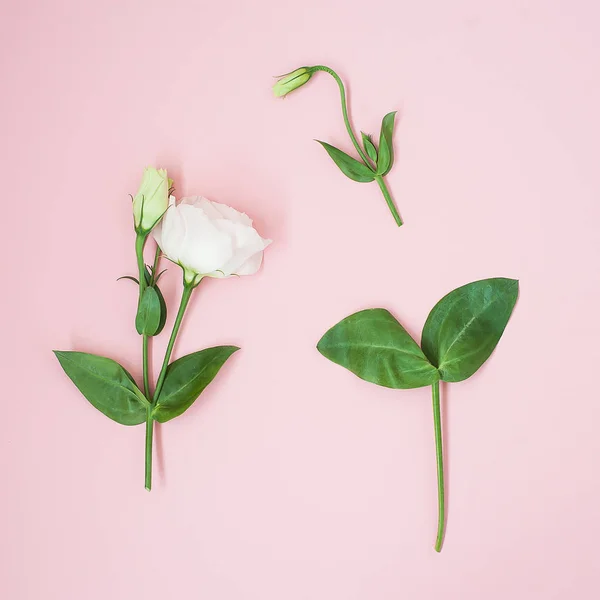 องค์ประกอบของดอกไม้ ดอกกุหลาบสีชมพูบนพื้นหลังสีชมพูพาสเทล แบนวาง, มุมมองด้านบน, พื้นที่สําเนา . — ภาพถ่ายสต็อก