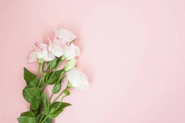 Samenstelling van de bloemen. Roze roze bloemen op pastel roze achtergrond. Plat lag, top uitzicht, kopie ruimte. — Stockfoto