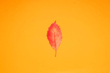 Renkli sonbahar yaprakları yaratıcı düzeni. Düz yatıyordu. Sezon kavramı. Düz yatıyordu, en iyi görünüm, kopya alanı.