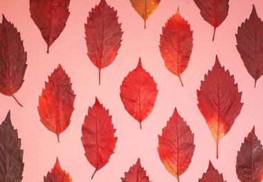 Pastel pembe renkli sonbahar yaratıcı yerleşimini bırakır. Sezon kavramı. Desen yapılmış yaprakları yatıyordu, en iyi görünüm düz