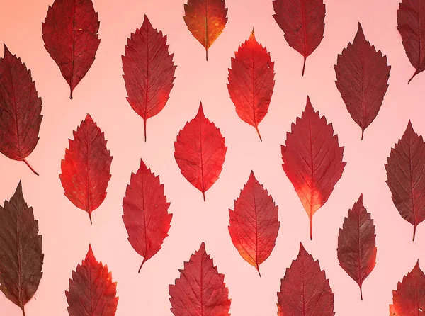 Creative układ jesień kolorowy liście na pastelowy różowy tło. Koncepcja sezon. Wzór wykonany z liści płaski widok świeckich, top — Zdjęcie stockowe