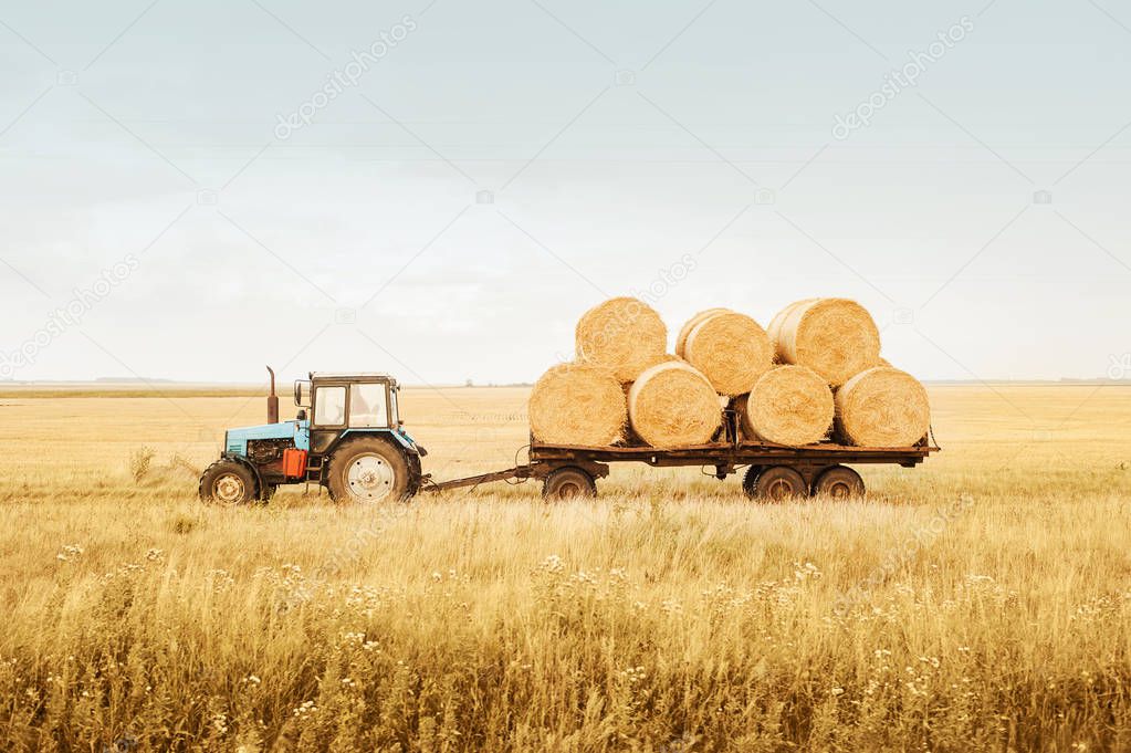 The tractor removes bales of hay from the field after harvest. Cleaning grain concepts. Completion of the agricultural company. 