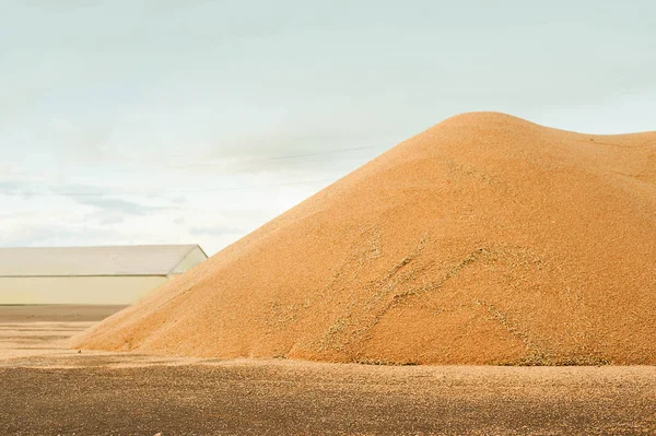 Silos de armazenamento de grãos. Conceito de colheita. Colina de grãos, trigo, centeio, cevada, milho, colza, etc. Granary com equipamento mecânico — Fotografia de Stock