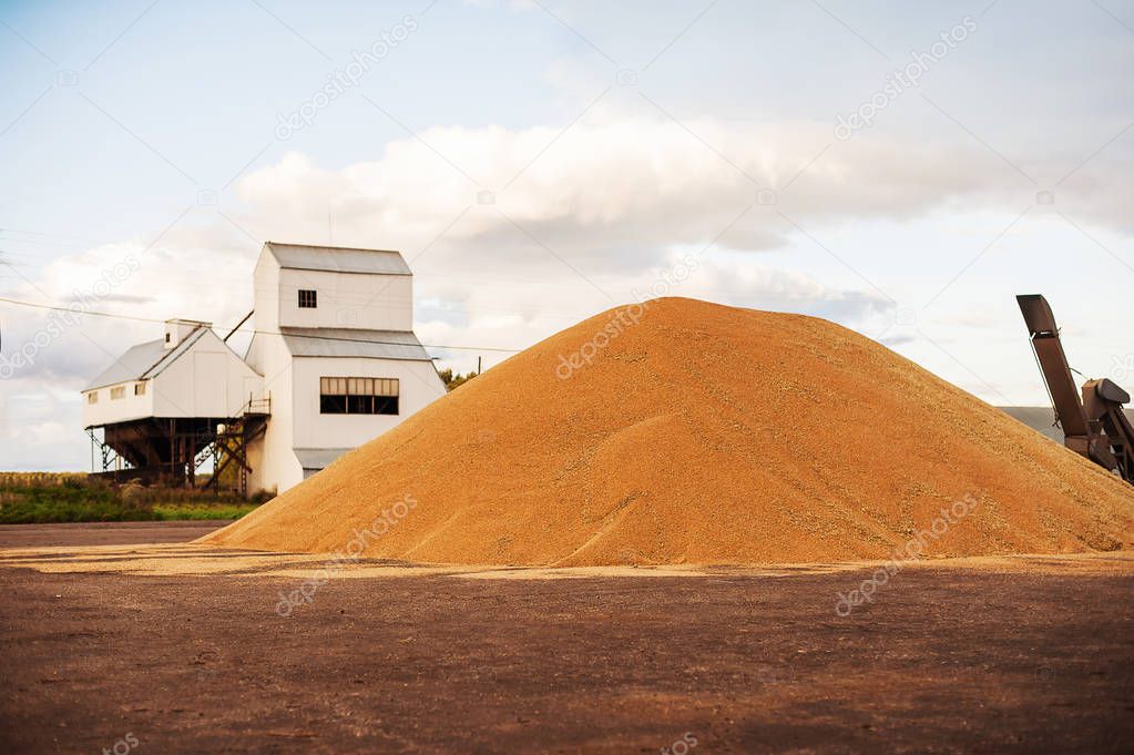 Grain storage silos. Harvest concept. Hill of grain, wheat, rye, barley, corn, rape, etc. Granary with mechanical equipment 