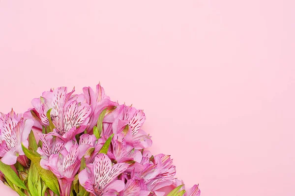 Bovenaanzicht boeket van paarse alstroemerias op pastel roze kleurrijke achtergrond — Stockfoto
