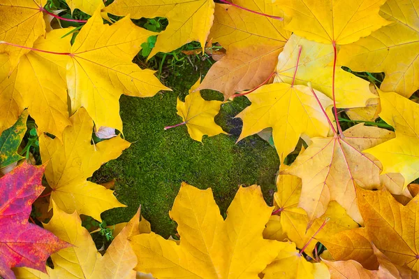 Upadek Rama wykonana bąbelek jesieni liści na zielonym tle Omszały z pustej przestrzeni dla tekstu. Koncepcja upadek zewnątrz — Zdjęcie stockowe