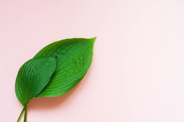 Tropikal, pembe arka plan bırakır. En az doğa kavramı. Düz yatıyordu.