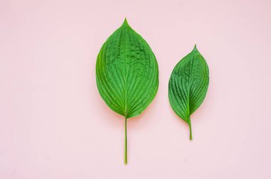 Tropikal, pembe arka plan bırakır. En az doğa kavramı. Düz yatıyordu.