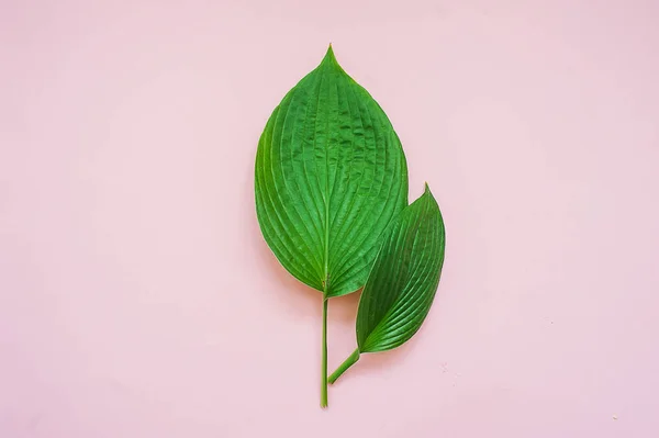 Tropical leaves on pink background. Minimal nature concept. Flat lay