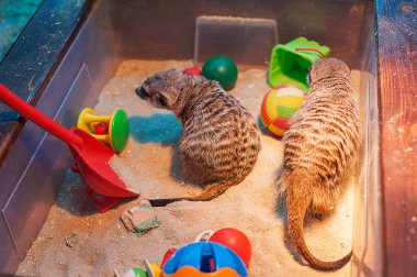 Hayvanat bahçesinde fundalıklardır. Suricate.