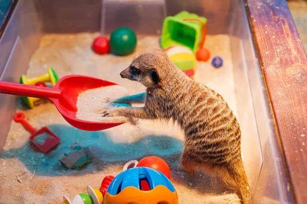Hayvanat bahçesinde fundalıklardır. Suricate.