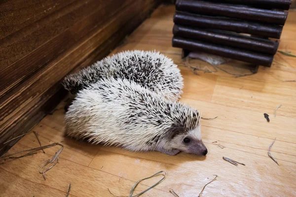 Hedgehogs sleep in houses at the zoo