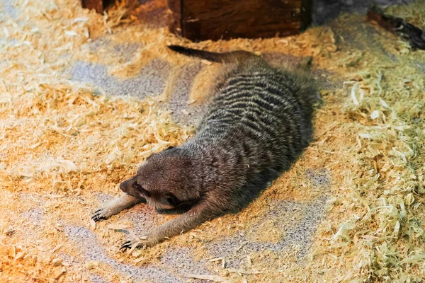 Meerkats in the zoo. Suricate. — Stock Photo, Image