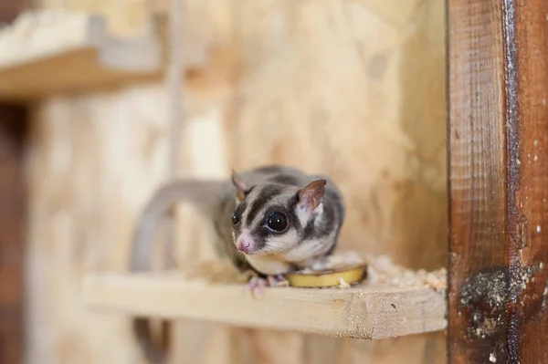 Sugar flying possum in contact zoo. Australian flying squirrel — Stock Photo, Image