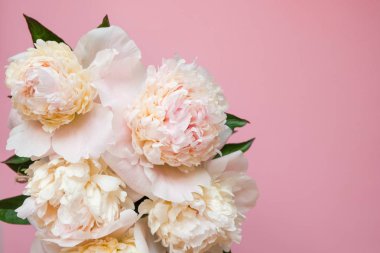 Pembe arka planda güzel beyaz şakayık buketi yakın çekim. Üst te. Düz yatıyordu