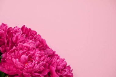 Pembe arka planda güzel pembe şakayık buketi yakın çekim. Üst te. Düz yatıyordu