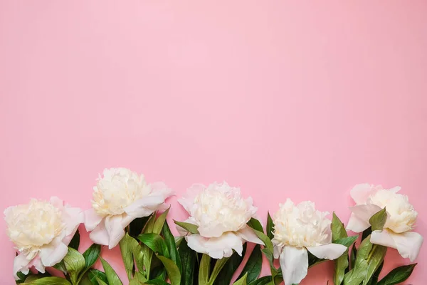 Cadre fleuri avec des branches fraîches de pivoine blanche sur fond rose avec espace de copie, vue de dessus, pose plate . — Photo