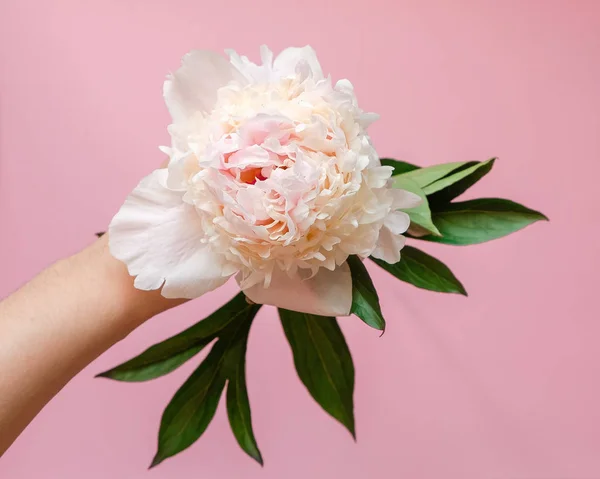 美丽的白色牡丹花在妇女手特写粉红色背景。顶部视图。平铺 — 图库照片