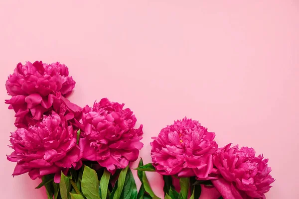 Cornice floreale con rami freschi di rosa piony su sfondo rosa pastello con spazio copia, vista dall'alto, lay flat . — Foto Stock