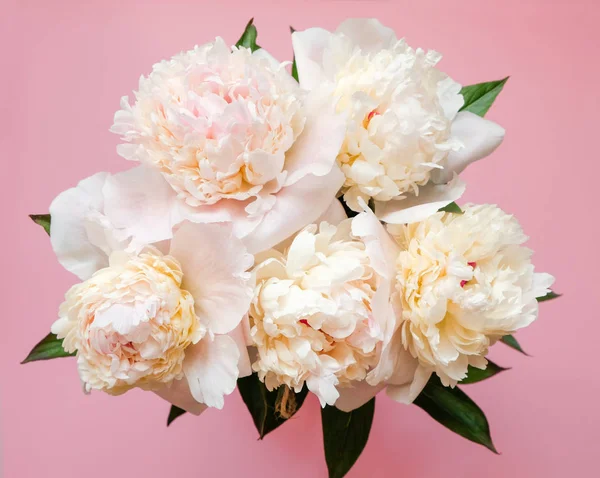 Beau bouquet de pivoine blanche en gros plan sur fond rose. Vue de dessus. Pose plate — Photo