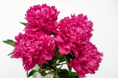 Pembe arka planda güzel pembe şakayık buketi yakın çekim. Üst te. Düz yatıyordu