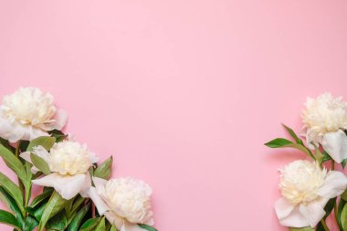 Kopya alanı ile pembe arka plan üzerinde beyaz piony taze dalları ile Çiçek çerçeve, üst görünüm, düz yatıyordu.