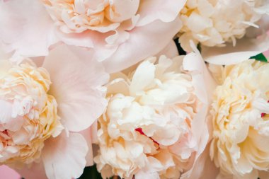 Pembe arka planda güzel beyaz şakayık çiçekleri yakın çekim. Üst te. Düz yatıyordu