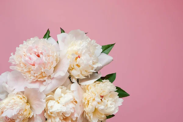 Beau bouquet de pivoine blanche en gros plan sur fond rose. Vue de dessus. Pose plate — Photo