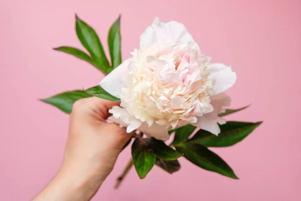 Hermosa flor de peonía blanca en la mano de las mujeres primer plano sobre fondo rosa. Vista superior. Puesta plana — Foto de Stock