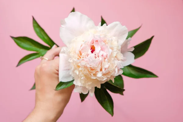 Hermosa flor de peonía blanca en la mano de las mujeres primer plano sobre fondo rosa. Vista superior. Puesta plana — Foto de Stock