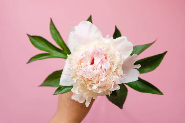 Belle fleur de pivoine blanche chez les femmes main gros plan sur fond rose. Vue de dessus. Pose plate — Photo