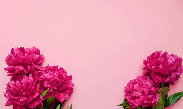 Marco de flores con ramas frescas de pionia rosa sobre fondo rosa pastel con espacio para copiar, vista superior, disposición plana . — Foto de Stock