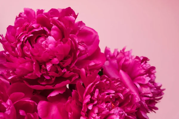 Beau bouquet de pivoine rose en gros plan sur fond rose. Vue de dessus. Pose plate — Photo