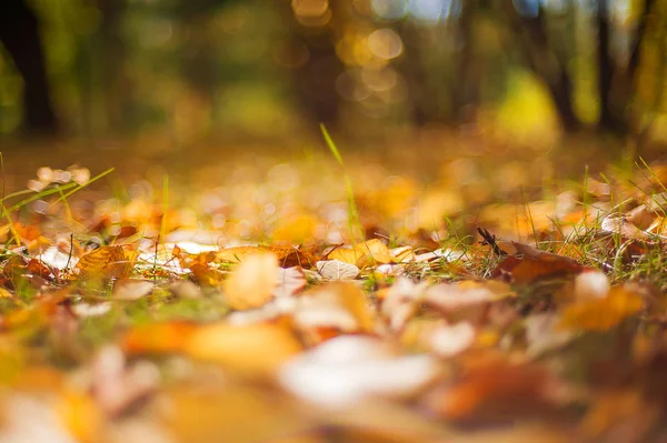 Jesień żółte kolorowe liście ciepłe jesienny zachód słońca drzewo niewyraźne tło. — Zdjęcie stockowe