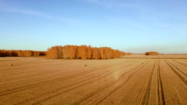 Hava görüntüsü saman yığınlarını tarlaya yuvarlıyor, buğday hasat ediyor. Saman balyalarıyla kırsal alan. Manzara Drone görüntüleri — Stok video