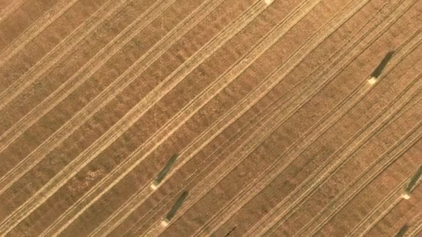 Widok z lotu ptaka zwija słomę na polu, zbierając pszenicę. Pole wiejskie z belami siana. Nagranie drona krajobrazowego — Wideo stockowe
