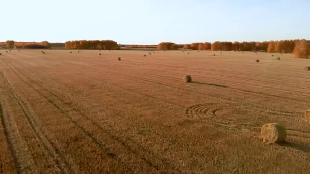 Aerial view rolls haystacks straw on field, harvesting wheat. Rural field with bales of hay. Landscape Drone footage — Stock Video