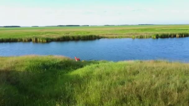 River Havacılık Manzarası Sinematik İnsansız Hava Aracı. Nehrin üzerinde yeşil tarlalarda uçuyor — Stok video