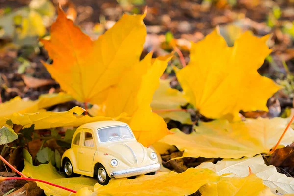 Yellow retro toy car on autumn maple leaf background. Autumn travel and vacation concept.Taxi