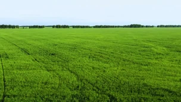 Hava görüntüsü 4k çözünürlüğüne yakın çekim. Pirinç tarlası yeşil çimen mavi gökyüzü bulutlu manzara arka planı — Stok video