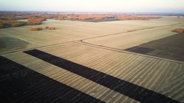 Resolução 4k de visão aérea Colheitadeira moderna coleta trigo maduro deixando para trás uma nuvem de poeira em um campo de trigo — Vídeo de Stock