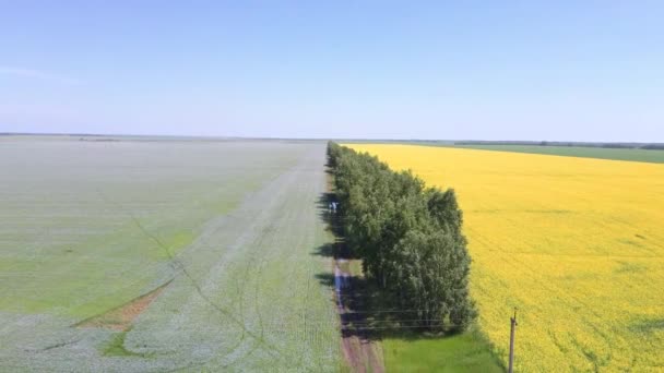 Zbliżenie Aerial drone view rozdzielczość 4k. Żółte kwiaty rzepaku pole na tle chmury błękitnego nieba — Wideo stockowe