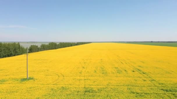 Close-up antenne drone weergave 4k resolutie. Gele koolzaad bloemen veld op blauwe lucht wolk landschap achtergrond — Stockvideo