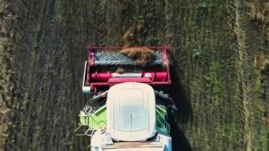 Close-up Aerial view combine harvester collects ripe wheat leaving behind a cloud of dust in a wheat field