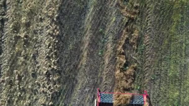 Close-up Aerial view combine harvester collects ripe wheat leaving behind a cloud of dust in a wheat field — 图库视频影像