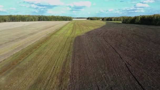 Flygfoto på vetefält på solig dag på bakgrunden av landsbygden. Skörd av sädesfält — Stockvideo