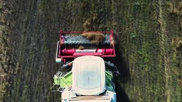 Nahaufnahme aus der Luft: Mähdrescher sammelt reifen Weizen ein und hinterlässt eine Staubwolke auf einem Weizenfeld — Stockvideo