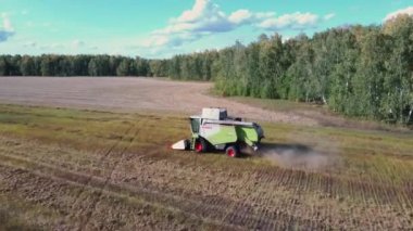 Aerial view of two combine harvester gathering ripe wheat. Harvesting grain field